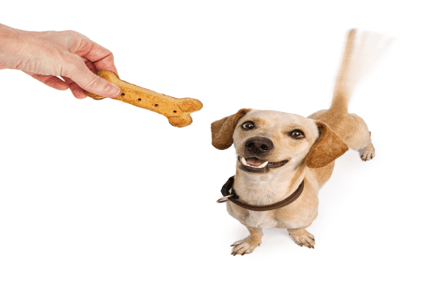 animal-reward-behaviour-570x381