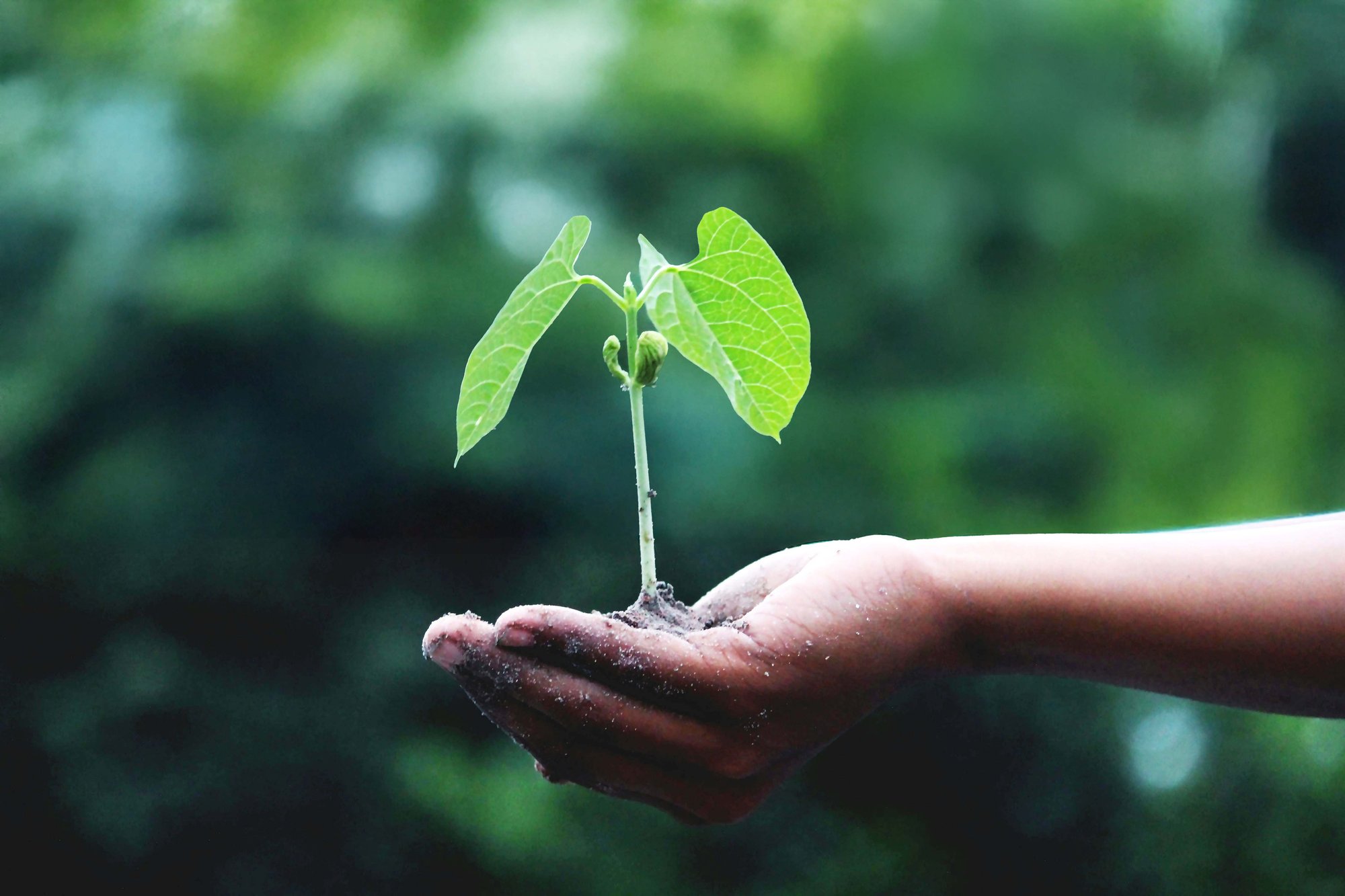 header image green plant header image green plant