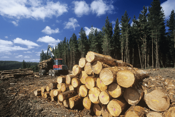 Deforestation of woodland for timber