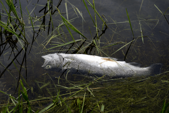 A dead fish near the bank of a river