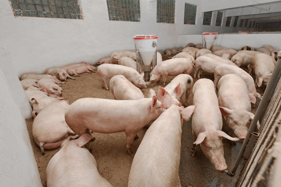 Pigs inside a barn in a pen